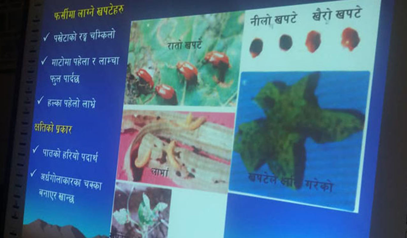 स्मार्ट ह्वाइटबोर्ड प्रयोग गरी शिक्षण शिकाइ क्रियाकलाप सञ्चालन गर्दै 